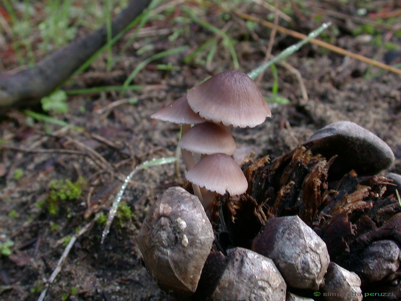 Funghi delle dune e retrodune...